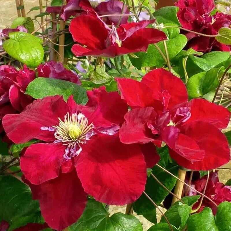 Red Purple Clematis Flower seeds for Planting Seasonal Bloomer Heirloom & GMO Free Seeds for Home Garden
 
 Sale