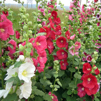 Mixed Danish Hollyhock Flower seeds for Planting - Hardy Variety, Heirloom & GMO Free Seeds for Home Garden