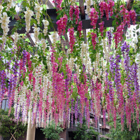 Mix Wisteria Flower seeds for Planting - Cut Flower Favorite, Heirloom & GMO Free Seeds for Home Garden