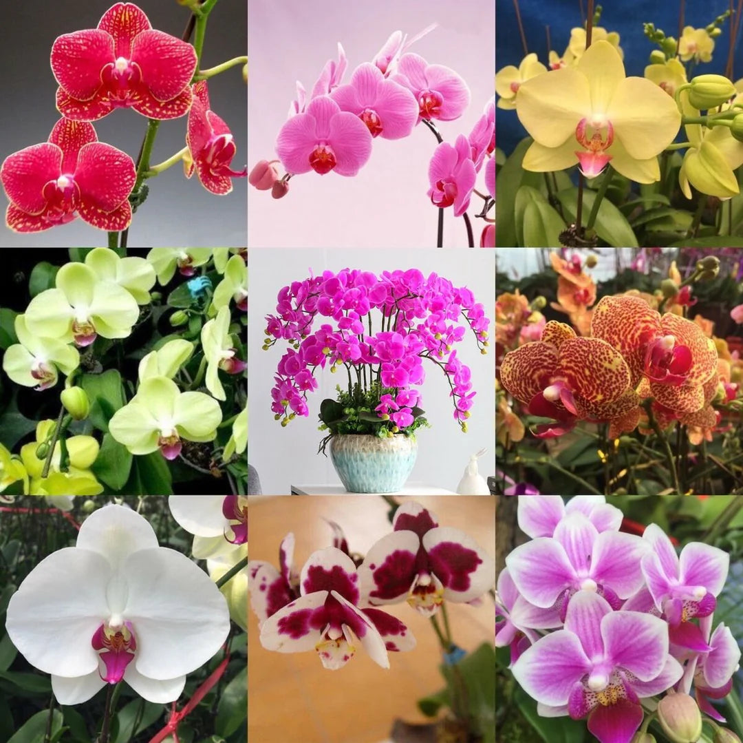 Mixed Phalaenopsis Orchid Flower Seeds Flower seeds for Planting Fragrant Blossoms Heirloom & GMO Free Seeds for Home Garden