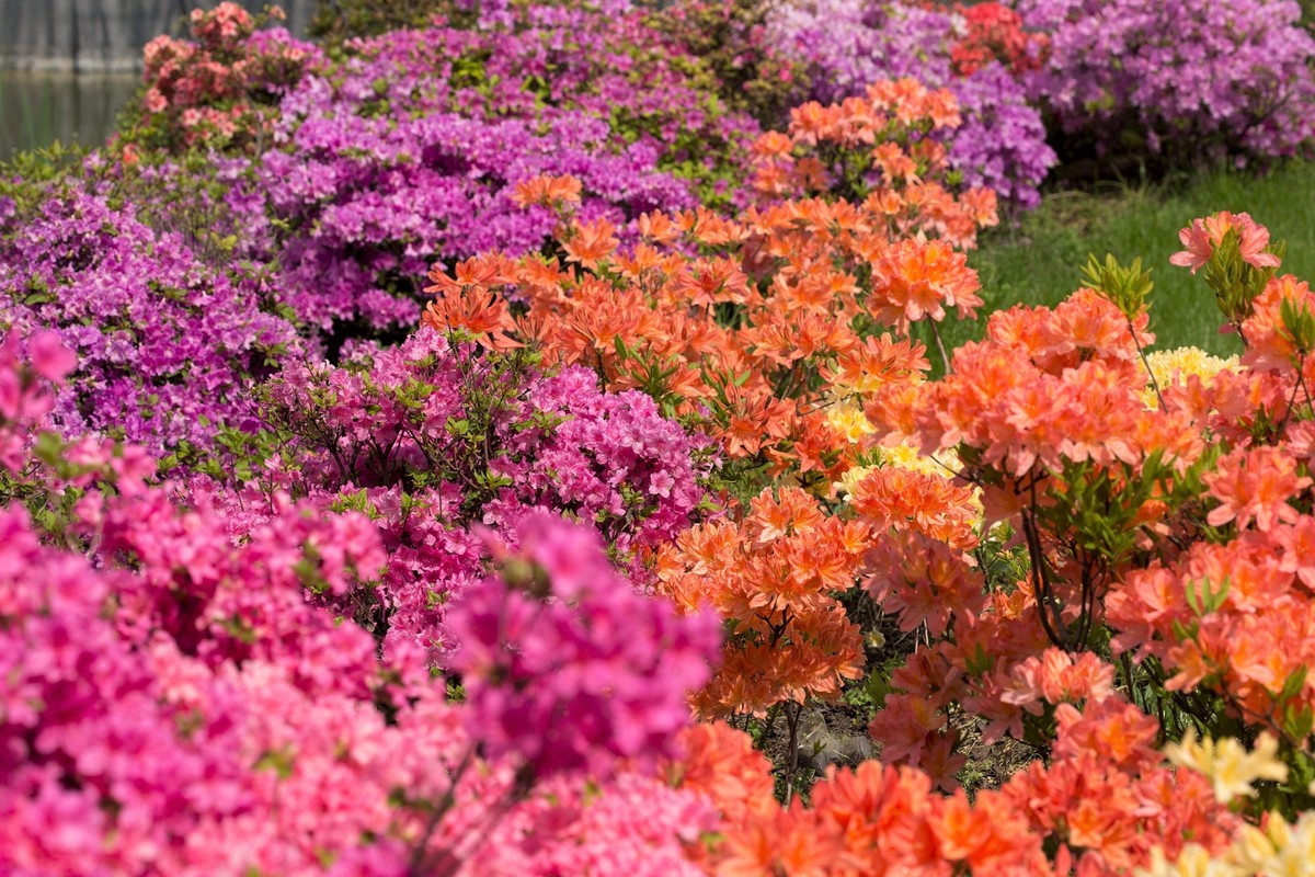 MultiColour Rhododendron Flower Seeds for Planting Drought Tolerant Heirloom & GMO Free Seeds for Home Garden
 
 Sale