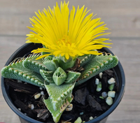 Yellow Faucaria Tigrina Plant Seeds Planting