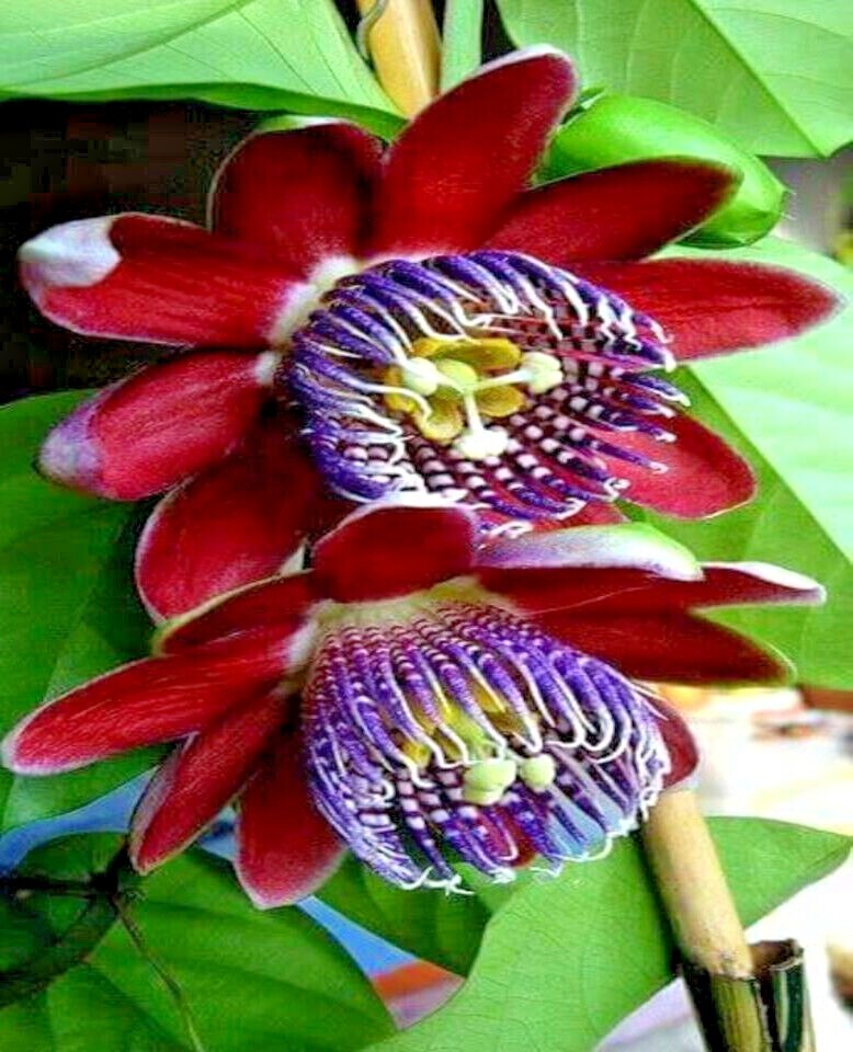 Riesengranadilla Flower seeds for Planting - Garden Favorite, Heirloom & GMO Free Seeds for Home Garden
