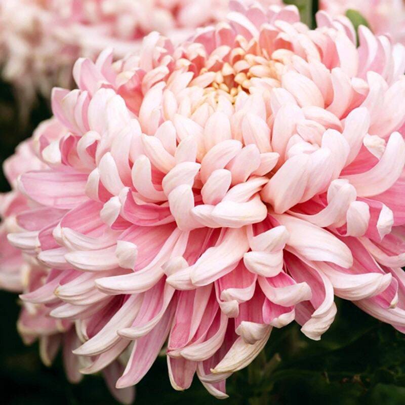 Rare Pink Chrysanthemum Bonsai Seeds for Planting