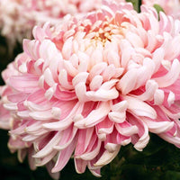 Rare Pink Chrysanthemum Bonsai Seeds for Planting