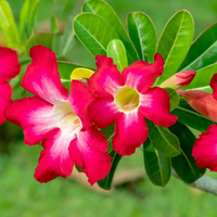 Clear Adenium Obesum Flower seeds for Planting Drought Tolerant Heirloom & GMO Free Seeds for Home Garden