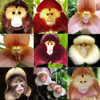 Potted Peru Monkey Face Orchid Seeds Flower seeds for Planting Drought Tolerant Heirloom & GMO Free Seeds for Home Garden