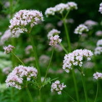 Valeriana Flower seeds for Planting Seasonal Bloomer Heirloom & GMO Free Seeds for Home Garden