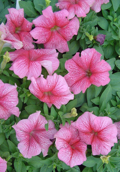 Light Pink Red Petunia Flower Seeds for Planting Heirloom NONGMO Easy Grow Garden Blooms Easy to Grow 
 
 Sale