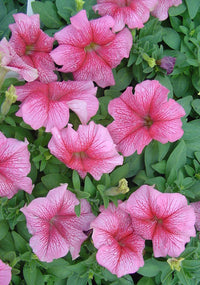 Light Pink Red Petunia Flower Seeds for Planting Heirloom NONGMO Easy Grow Garden Blooms Easy to Grow 
 
 Sale