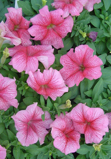 Light Pink Red Petunia Flower Seeds for Planting Heirloom NONGMO Easy Grow Garden Blooms Easy to Grow 
 
 Sale
