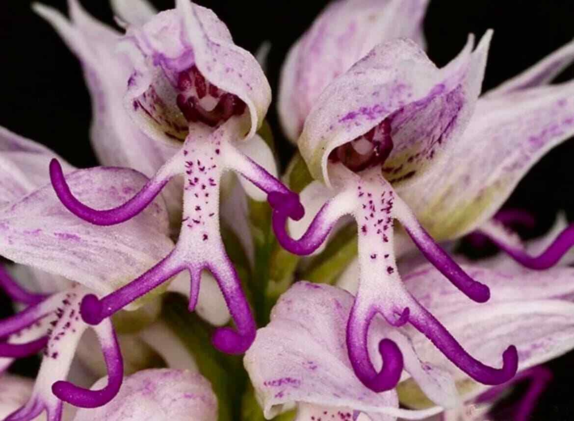 Orchis italica Flower seeds for Planting Colorful Display Heirloom & GMO Free Seeds for Home Garden