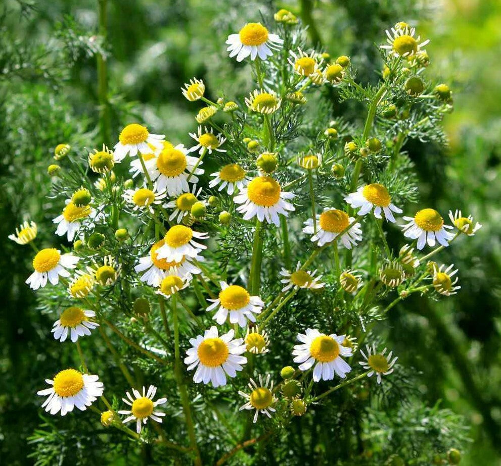 Chamomile Flower seeds for Planting - Hardy Variety, Heirloom & GMO Free Seeds for Home Garden