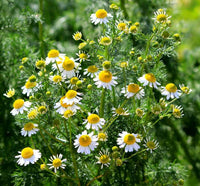 Chamomile Flower seeds for Planting - Hardy Variety, Heirloom & GMO Free Seeds for Home Garden
