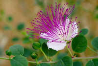 White Pink Capparis Spinosa Flower seeds for Planting - Drought Tolerant, Heirloom & GMO Free Seeds for Home Garden