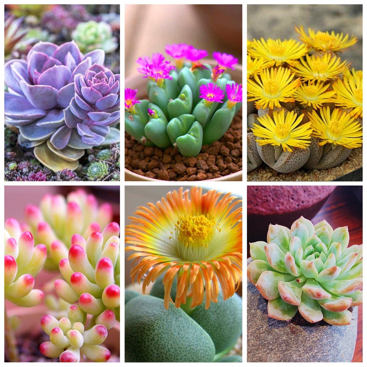 Succulents Bonsai Flower seeds for Planting Premium Quality Heirloom & GMO Free Seeds for Home Garden