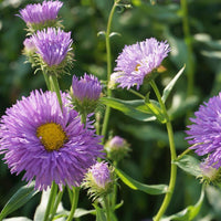 Purple Yellow Erigeron Flower Seeds for Vibrant Planting