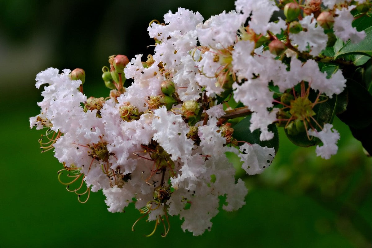 White Crape Myrtle Tree Seeds Flower seeds for Planting Compact Growth Heirloom & GMO Free Seeds for Home Garden 
 
 Sale