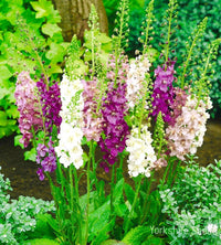 Mixed Verbascum Flower seeds for Planting - Wildflower Mix, Heirloom & GMO Free Seeds for Home Garden