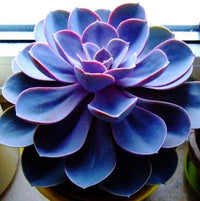 Dark Blue Nopalxochia Flower seeds for Planting Seasonal Bloomer Heirloom & GMO Free Seeds for Home Garden