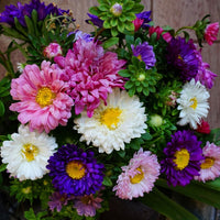 Dwarf Queen Mix Aster Seeds for Planting flower bed