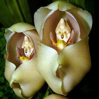 Cream Eggs Baby Orchid Flower seeds for Planting - Easy to Grow, Heirloom & GMO Free Seeds for Home Garden