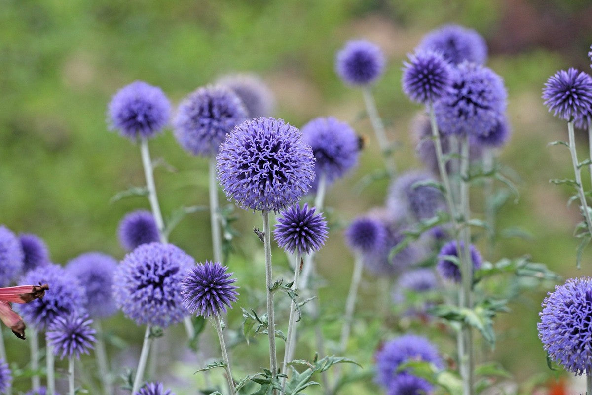Fothergills Flower seeds for Planting Wildflower Mix Heirloom & GMO Free Seeds for Home Garden 
 
 Sale