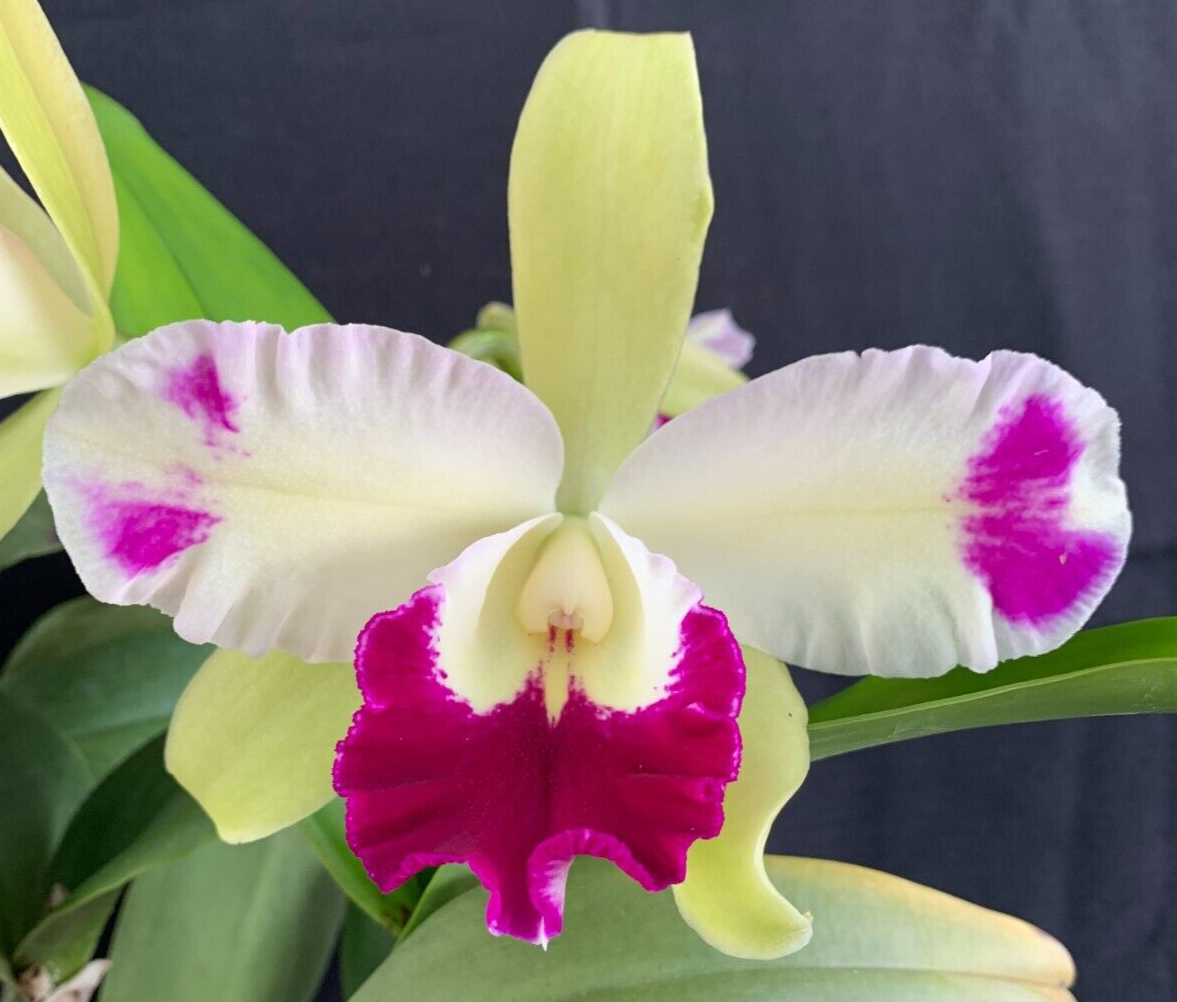 Cattleya Hybrida Flower seeds for Planting - Low Maintenance, Heirloom & GMO Free Seeds for Home Garden