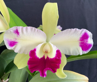 Cattleya Hybrida Flower seeds for Planting - Low Maintenance, Heirloom & GMO Free Seeds for Home Garden