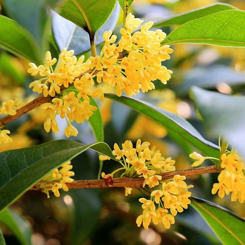 Yellow Osmanthus Flower seeds for Planting Garden Favorite Heirloom & GMO Free Seeds for Home Garden