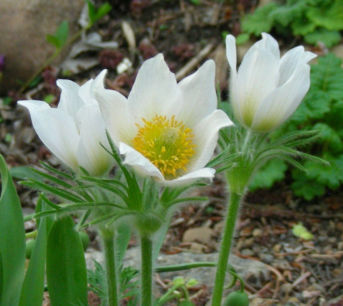 White Pasque Flower seeds for Planting - Long Bloom Season, Heirloom & GMO Free Seeds for Home Garden
