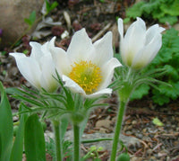 White Pasque Flower seeds for Planting - Long Bloom Season, Heirloom & GMO Free Seeds for Home Garden