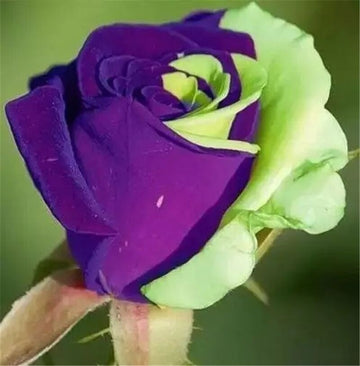 Violet Green Rose Flower Seeds for Planting Bright Blooms Heirloom & GMO Free Seeds for Home Garden
 
 Sale