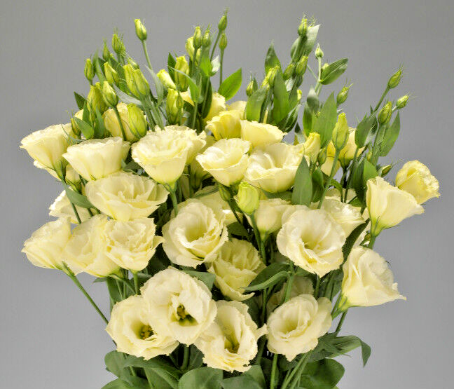 Light Yellow Eustoma (Lisianthus) Flower Seeds for Planting Heirloom NONGMO Seeds Wildflower Mix 
 
 Sale