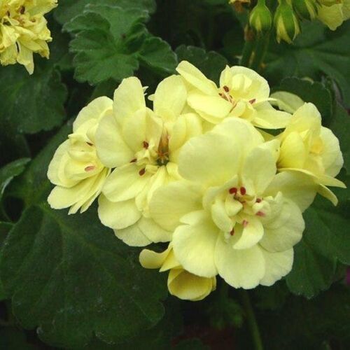 Green Univalve Geranium Flower Seeds for Planting Sun Loving Heirloom & GMO Free Seeds for Home Garden
 
 Sale