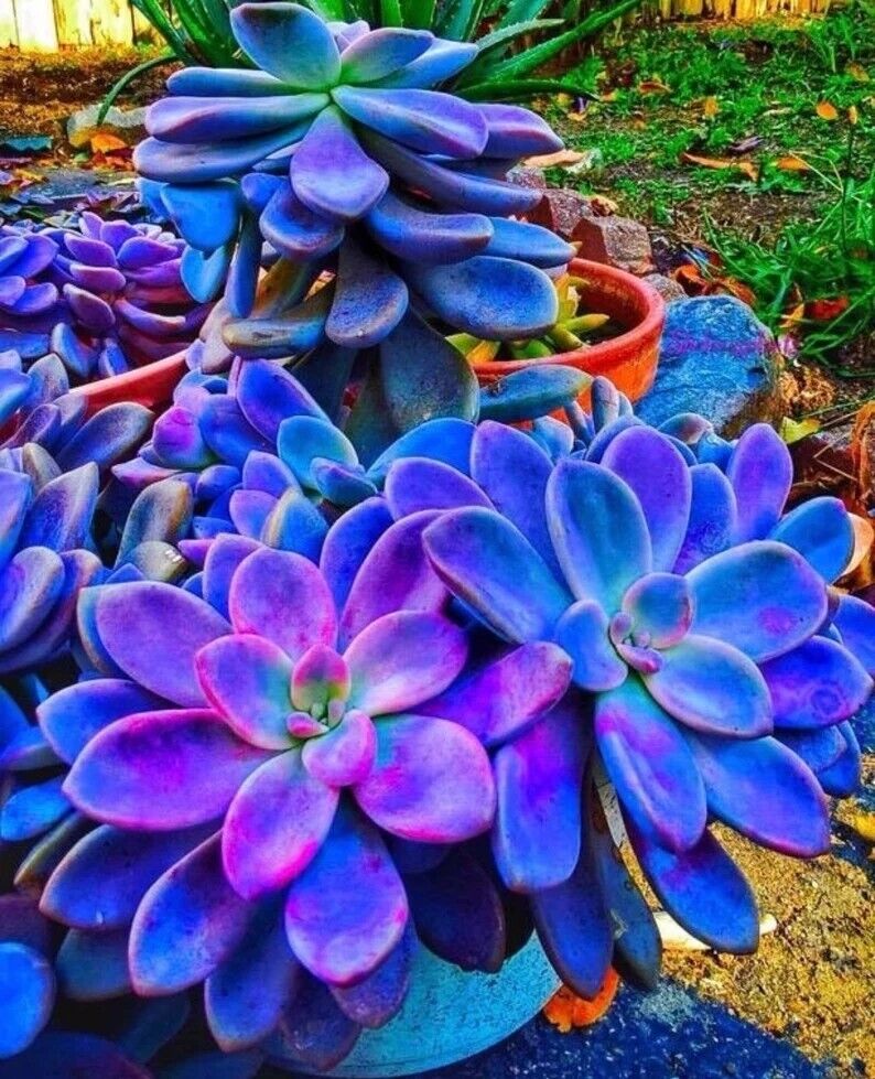 Dark Blue Nopalxochia Flower seeds for Planting Seasonal Bloomer Heirloom & GMO Free Seeds for Home Garden