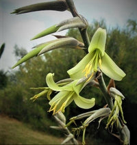 Green Puya Mirabilis Flower seeds for Planting - Hardy Variety, Heirloom & GMO Free Seeds for Home Garden