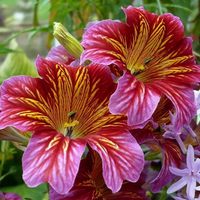 Salpiglossis Flower Planting Seeds Mixed