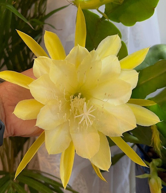 Epiphyllum Flower seeds for Planting Low Maintenance Heirloom & GMO Free Seeds for Home Garden