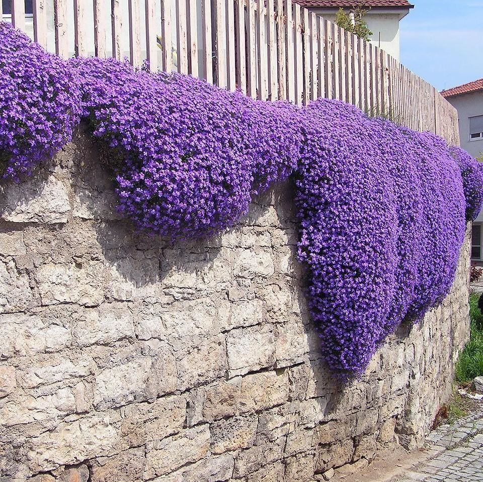 Mixed Aubrieta Hybrida Seeds for Planting - Vibrant Ground Cover Flowers