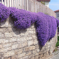 Mixed Aubrieta Hybrida Seeds for Planting - Vibrant Ground Cover Flowers