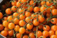 Orange Grape Tomato Seeds For Planting