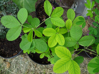Chipilin Guatemalan Vegetable Seeds for Planting