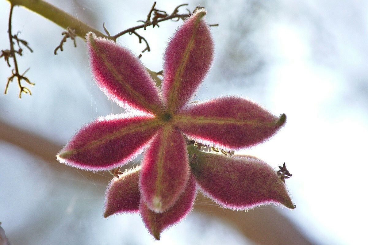 Sterculia Urens Tree Seeds for Planting  Exotic Red Tree Seeds