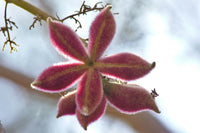 Sterculia Urens Tree Seeds for Planting  Exotic Red Tree Seeds