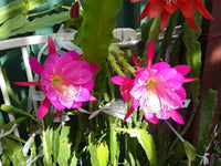 Pale Pink Nopalxochia Flower seeds for Planting Easy to Grow Heirloom & GMO Free Seeds for Home Garden