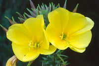 Yellow Black Primrose Flower seeds for Planting - Fragrant Blossoms, Heirloom & GMO Free Seeds for Home Garden