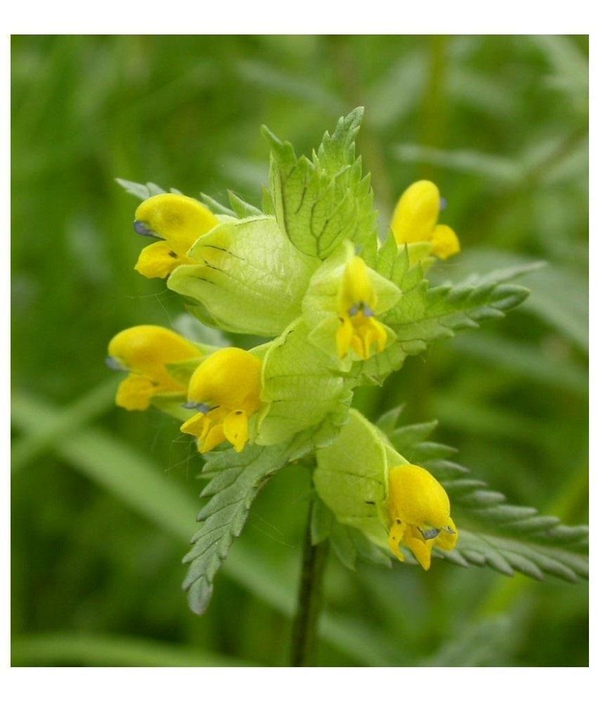 Heirloom Rattle Flower seeds for Planting Low Maintenance Heirloom & GMO Free Seeds for Home Garden