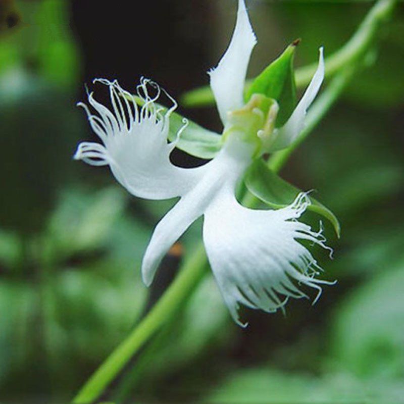 White Egret Orchid Flower seeds for Planting - Hardy Variety, Heirloom & GMO Free Seeds for Home Garden