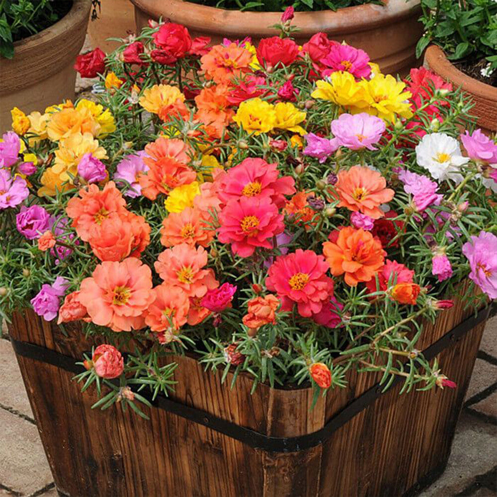 Mixed Mexican-Rose Heirloom Flower seeds for Planting - Perfect for Borders, Heirloom & GMO Free Seeds for Home Garden